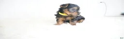 Yorkshire Terrier dogs for sale: Jeff  - Ad 1
