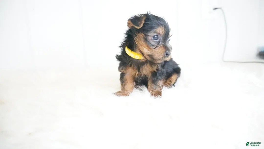 Yorkshire Terrier dogs for sale: Jeff  - Ad 1