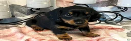 Miniature Dachshund dogs for sale: Jazzy - Tiny - Ad 2