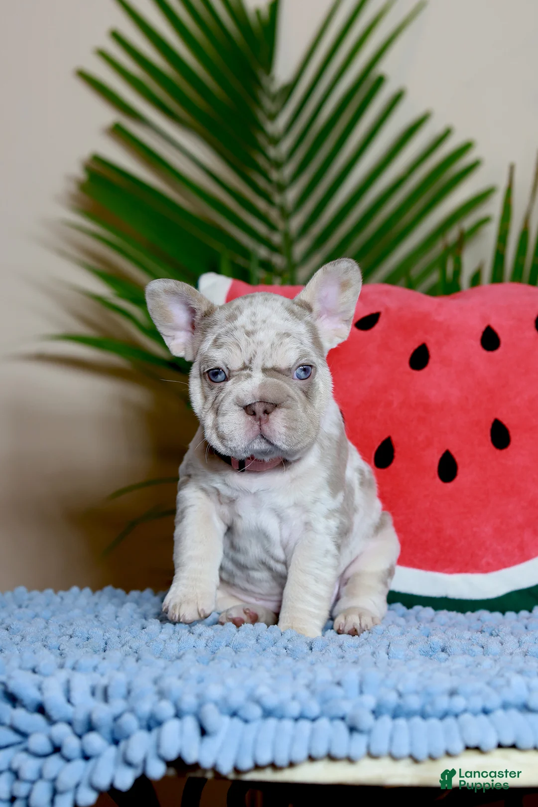 French Bulldog dogs for sale: French Bulldog Puppy 1 - Ad 1