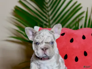 French Bulldog dogs for sale: French Bulldog Puppy 1 - Ad 2