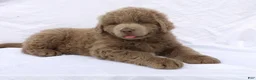 Newfoundland dogs for sale: Newfoundland Puppy 5 - Ad 1