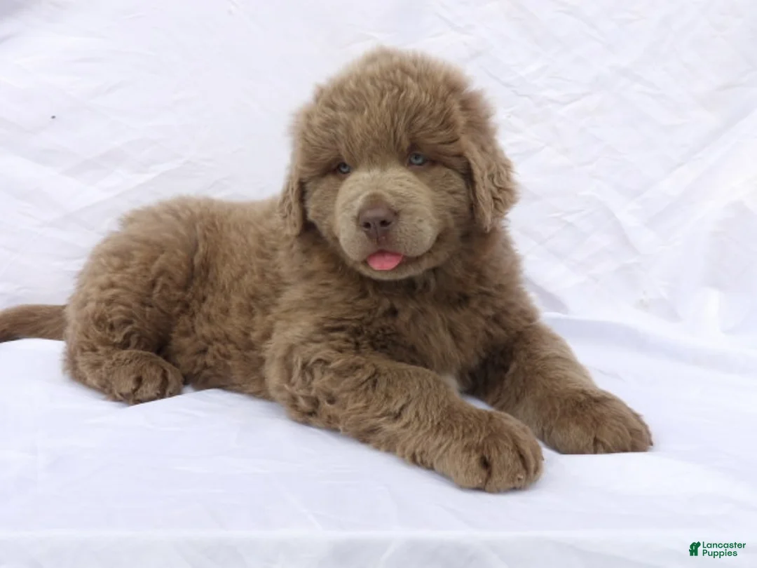 Newfoundland dogs for sale: Newfoundland Puppy 5 - Ad 1