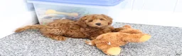 Mini Goldendoodle dogs for sale: Austin - Ad 6