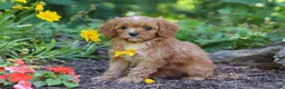 Cavapoo dogs for sale: Zack - Ad 3