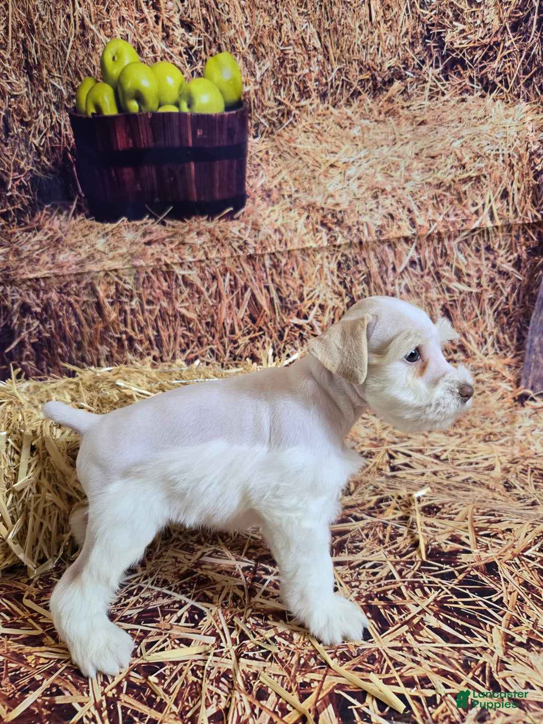 Miniature Schnauzer dogs for sale: Migo, Miniature Schnauzer Puppy Male - Ad 4