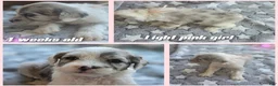Sheepadoodle dogs for sale: Rose-light pink - Ad 3