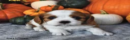 Cavalier King Charles Spaniel dogs for sale: Carter - Ad 2