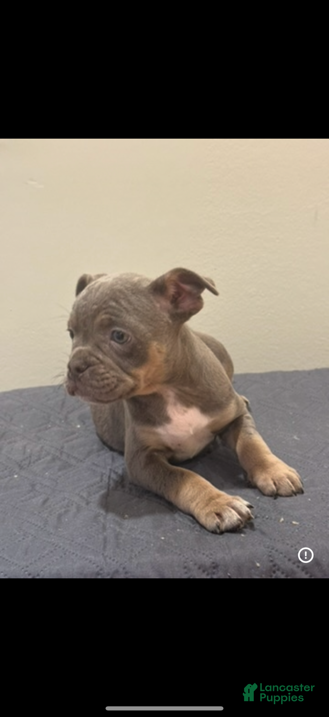 Mixed Breed dogs for sale: Mixed Breed Puppy 3 - Ad 1