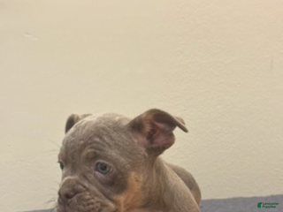 Mixed Breed dogs Mixed Breed Puppy 3 - Ad 12