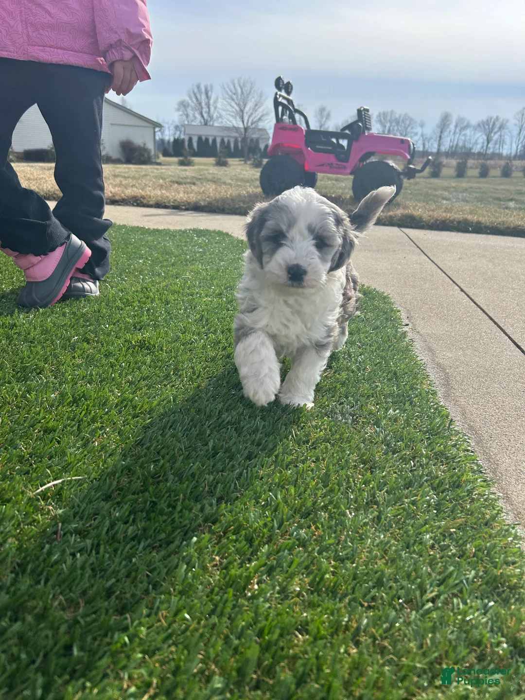 Mixed Breed dogs for sale: Skye - Ad 5