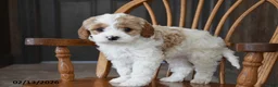 Cavapoo dogs for sale: Charlie - Ad 2