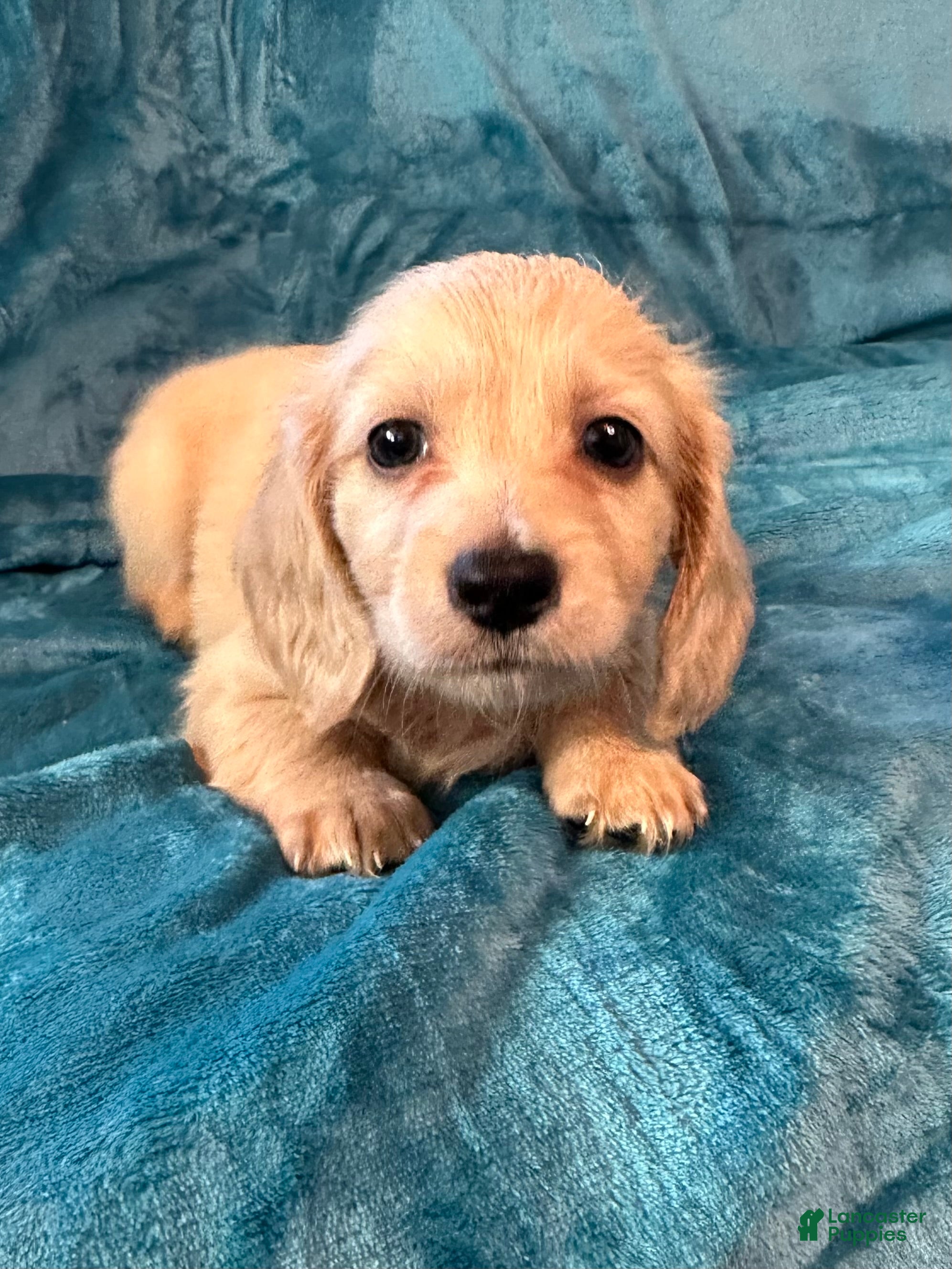 Cream Long Haired Dachshund For Sale Long Haired Buy Miniature - Main Image