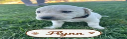 Labrador Retriever dogs for sale: Flynn - Ad 2