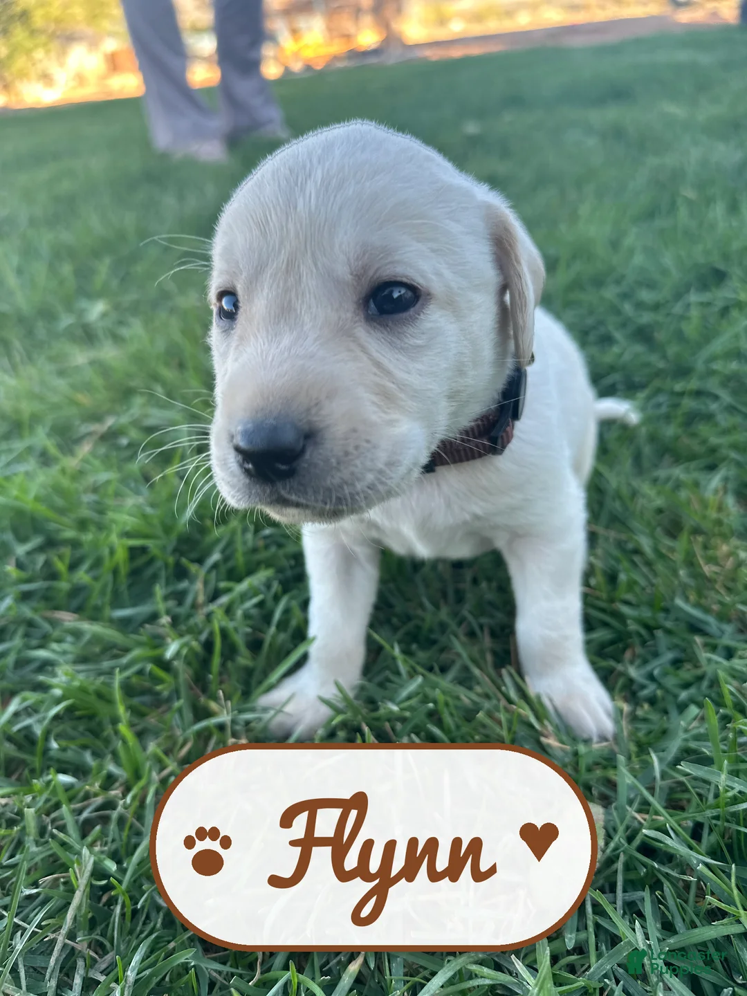 Labrador Retriever dogs for sale: Flynn - Ad 2