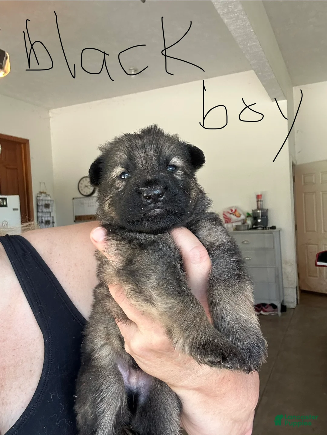 German Shepherd dogs for sale: German Shepherd 2 - Ad 1