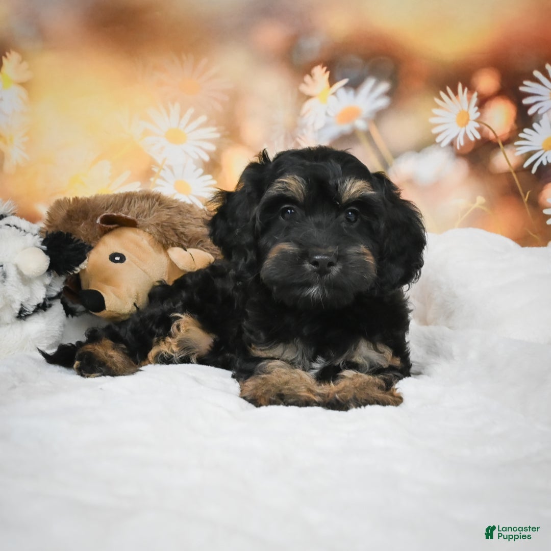 Cockapoo dogs for sale: Carter - Ad 5
