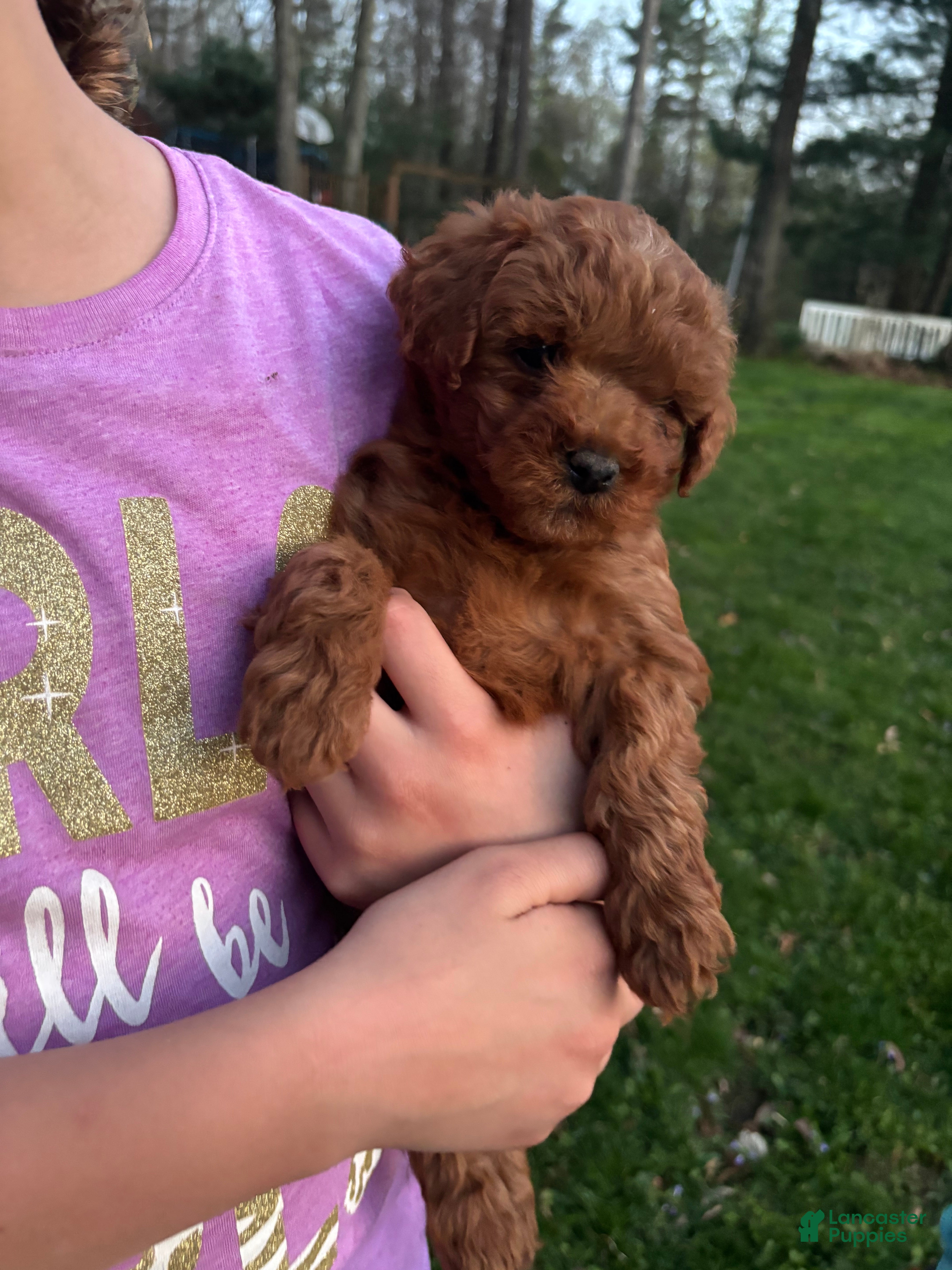 Mini Goldendoodle dogs Sally - Ad 2