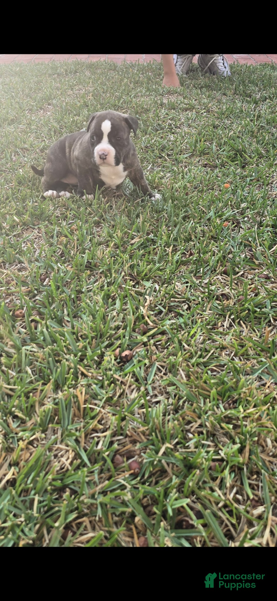 American Bully dogs for sale: Peanut - Ad 5