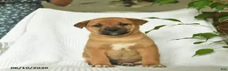 Shiba Inu dogs for sale: Rocky  - Ad 3