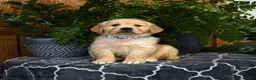 Golden Retriever dogs for sale: Hamster - Ad 1