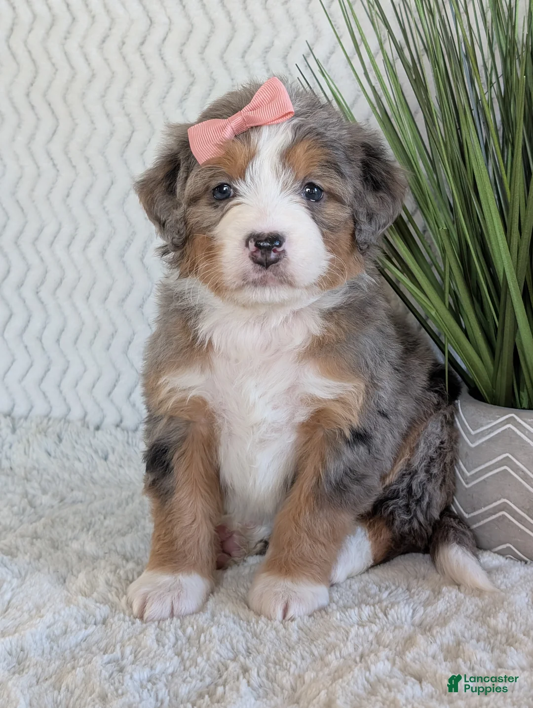 Mini Bernedoodle dogs for sale: Mini Indy  - Ad 22