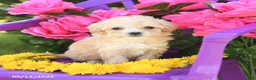 Maltipoo dogs for sale: Tootsie - Ad 3