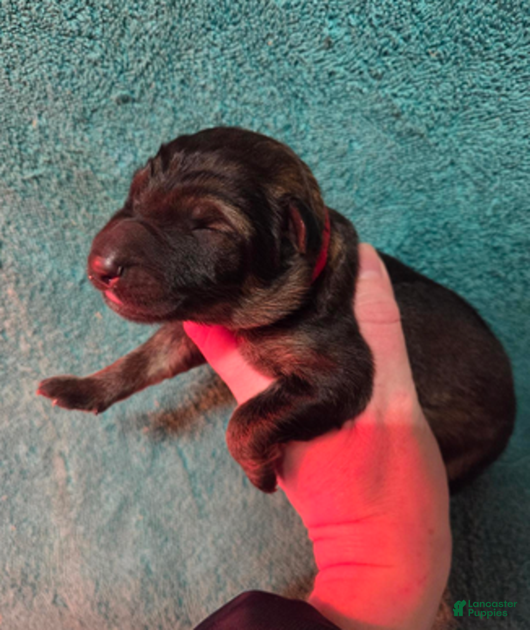 German Shepherd dogs for sale: Red Collar Boy - Ad 6