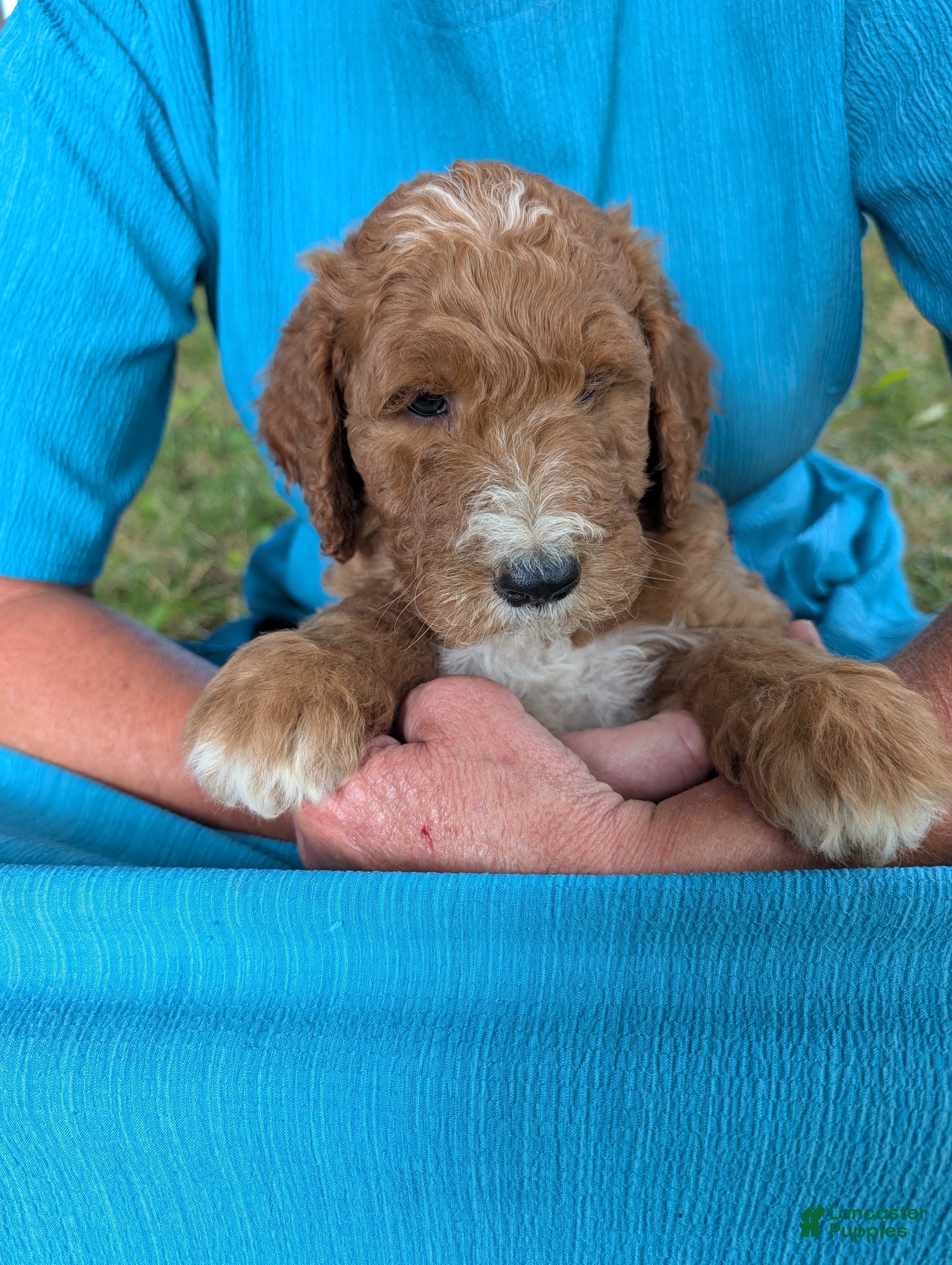 Goldendoodle dogs Lela  - Ad 1