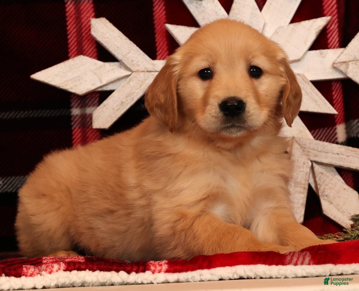 Golden Retriever dogs Ginger - Ad 34