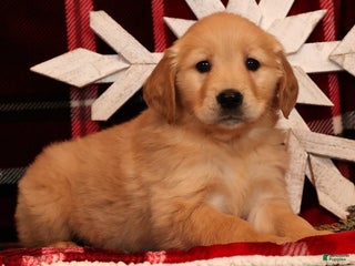 Golden Retriever dogs Ginger - Ad 41