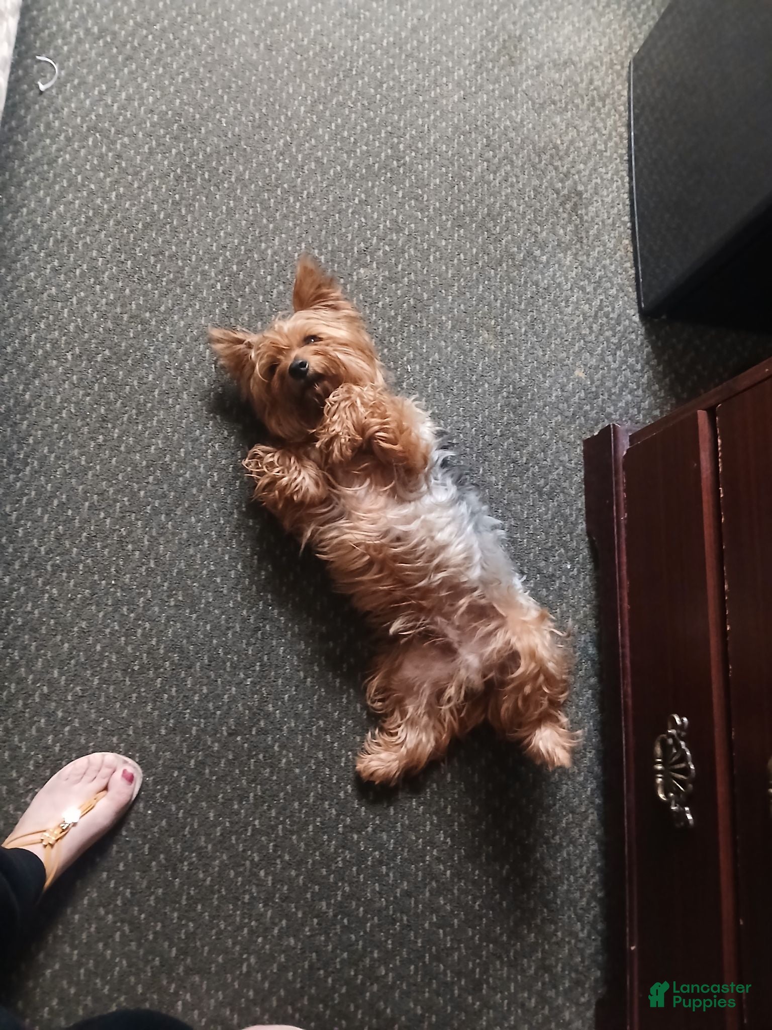 Silky Terrier dogs Silky Terrier 1 - Ad 24