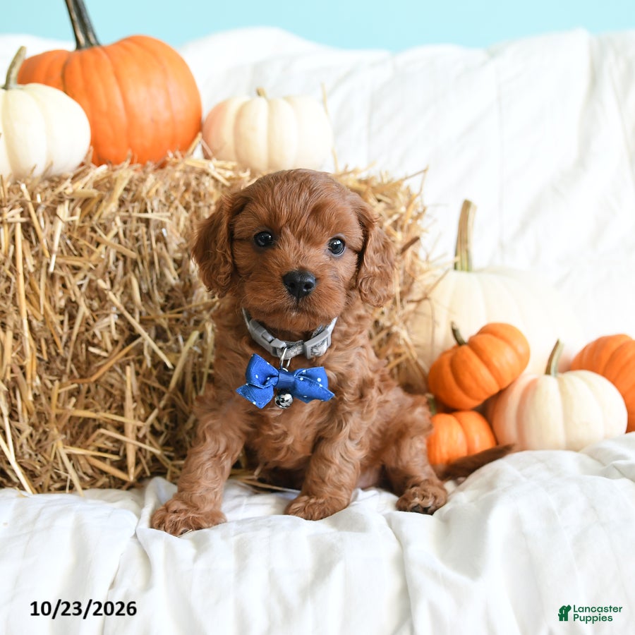 Cavapoo dogs for sale: Bean  - Ad 2