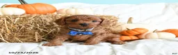 Cavapoo dogs for sale: Bean  - Ad 2