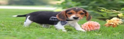 Beagle dogs for sale: Enzo - Ad 6
