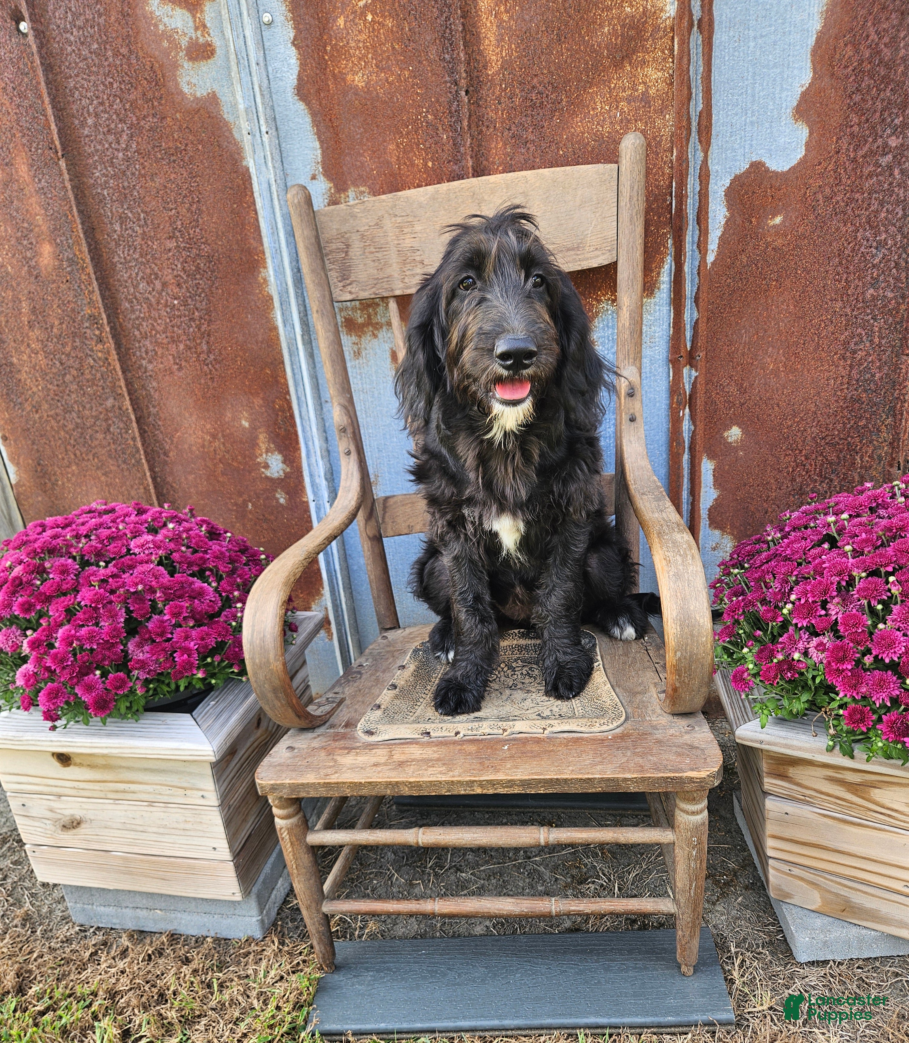 Goldendoodle dogs F1 SnowPea - Ad 36