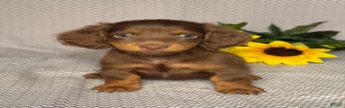 Benson 