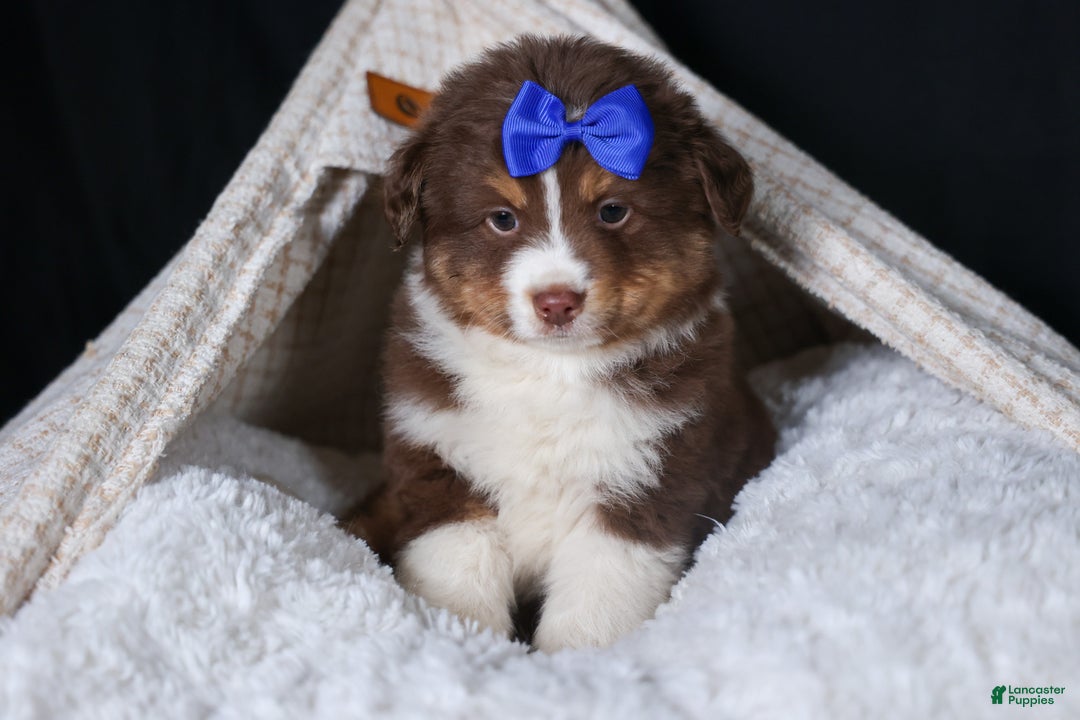 Miniature Australian Shepherd dogs for sale: SPIKE - Ad 14