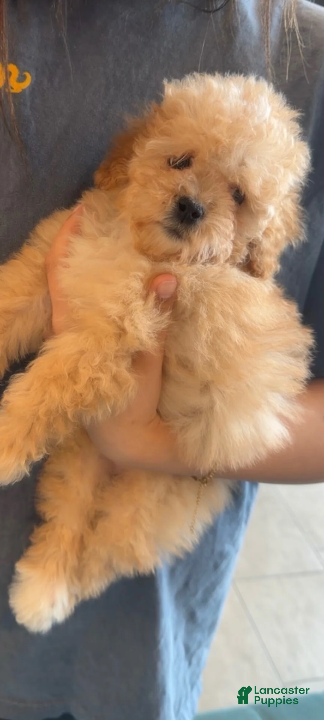 Toy Poodle dogs for sale: Toy Poodle 1 - Ad 1