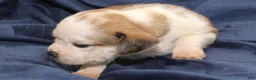Puggle dogs for sale: Chewy - Ad 29