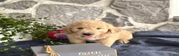 Goldendoodle dogs for sale: Nelson - Ad 13