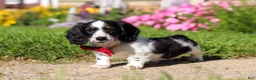 Dachshund dogs for sale: Kobe - Ad 3