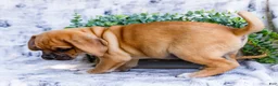 Puggle dogs for sale: Billy - Ad 13
