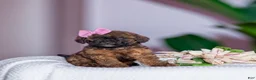 Lhasapoo dogs for sale: Chantell Hypoallergenic - Ad 3