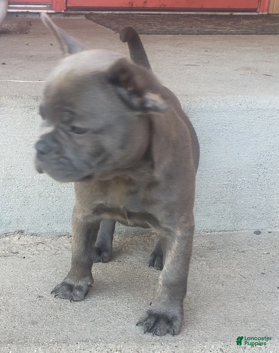 French Bulldog dogs for sale: Cali - Ad 4