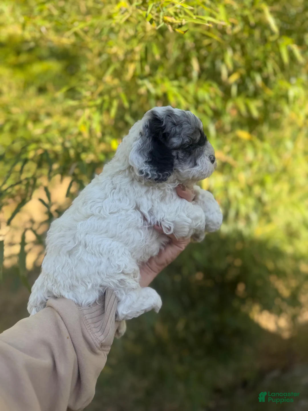 Cockapoo dogs for sale: Cockapoo Puppy 1 - Ad 4