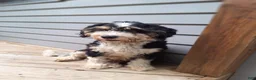 Mini Bernedoodle dogs for sale: Daisy - Ad 3