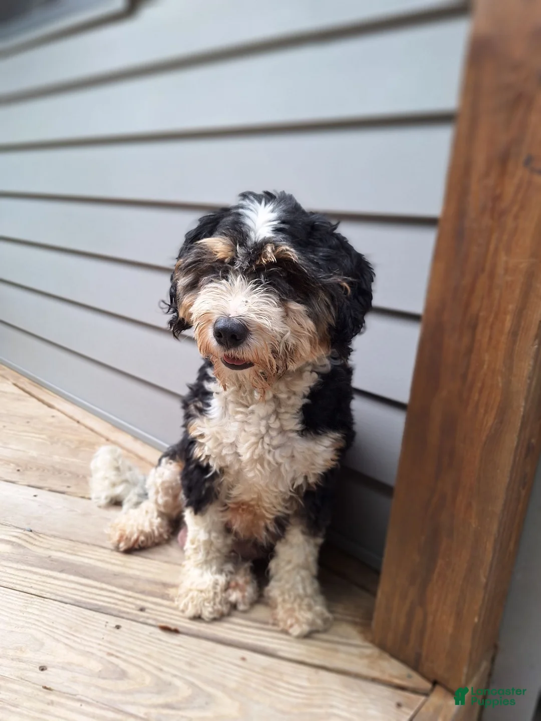 Mini Bernedoodle dogs for sale: Daisy - Ad 3