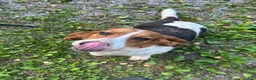 Basset Hound dogs for sale: Sister  - Ad 2