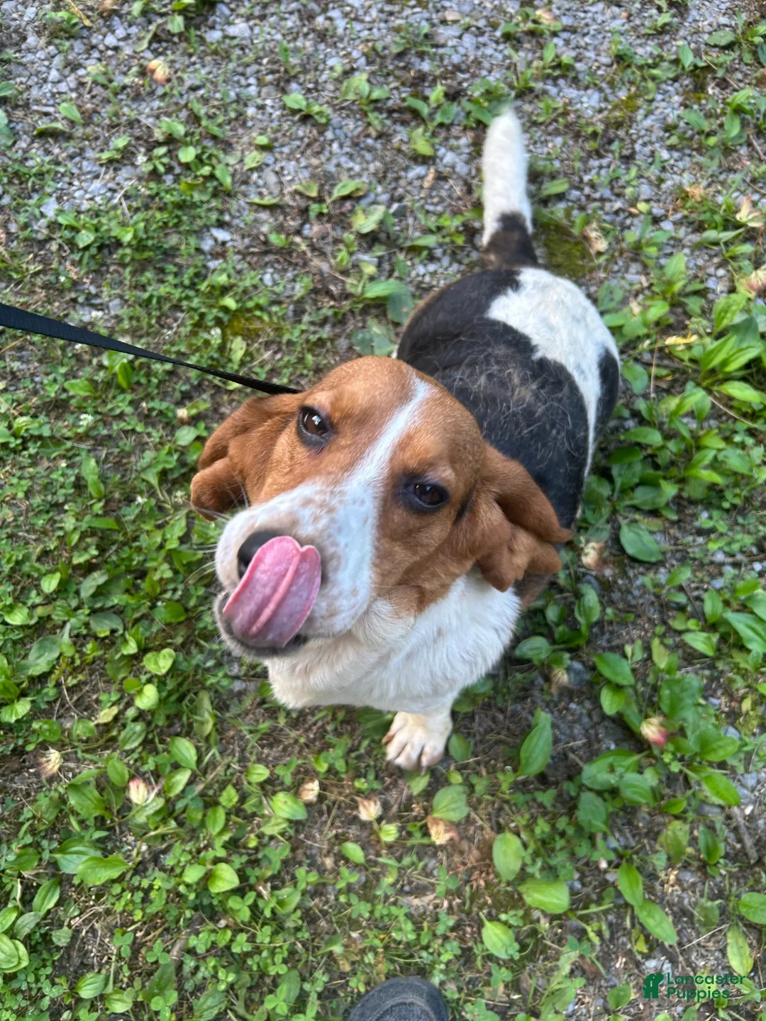 Basset Hound dogs for sale: Sister  - Ad 2